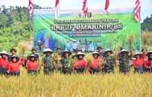 Panen Raya Padi Marinir: Brigif 4 Marinir Kembali Panen di Lahan 22 Hektare, Berapa Ton Hasilnya?