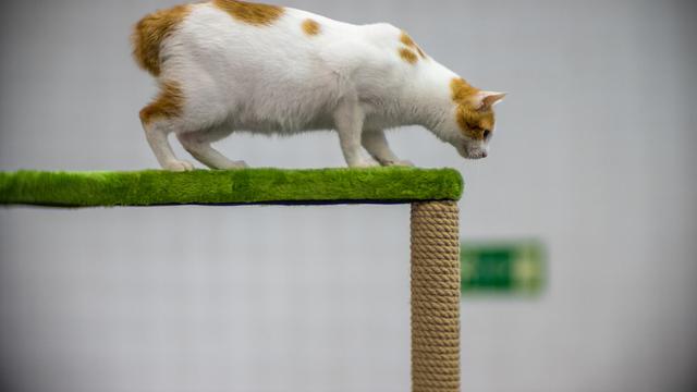 Tampil Tanpa Ekor Panjang, 5 Ras Kucing Ini Tetap Menggemaskan