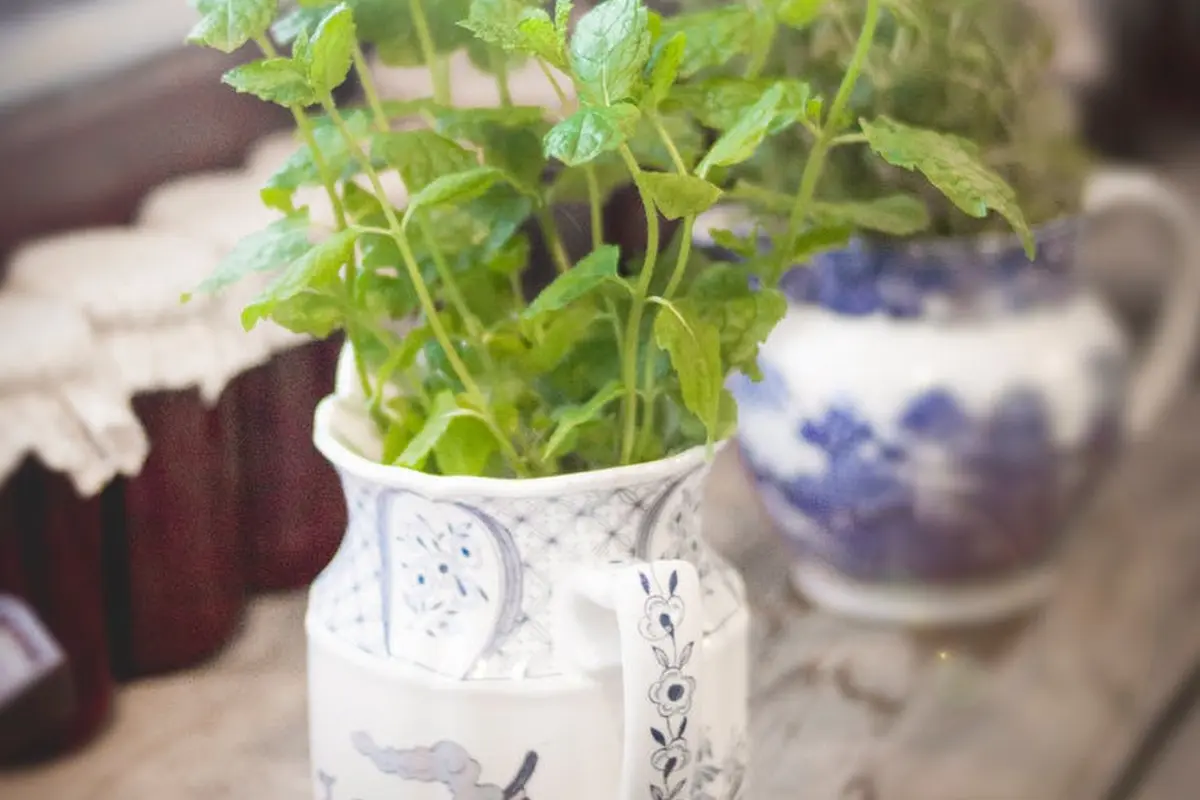 Daun mint
