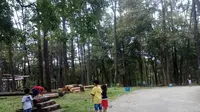 Hutan Pohon Pinus di wisata Punti Kayu Palembang (Liputan6.com / Nefri Inge)