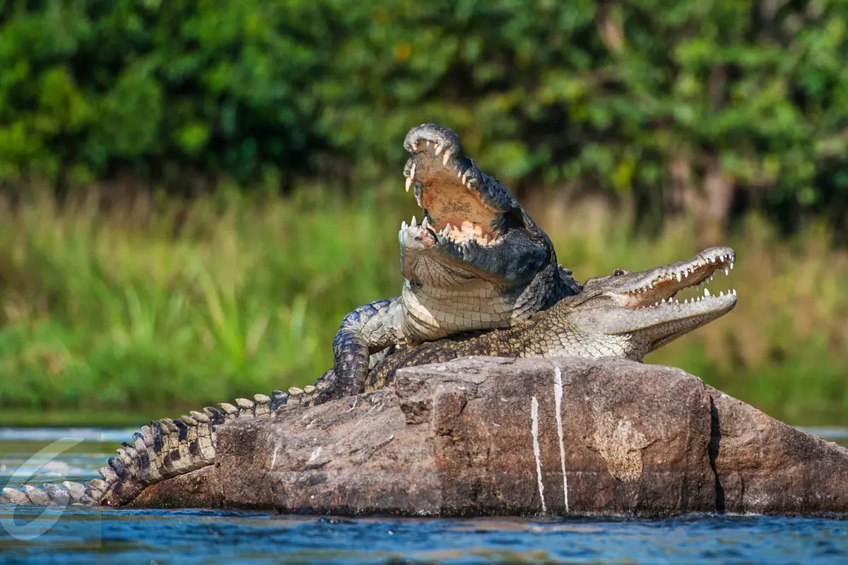 Binatang Buas Buaya