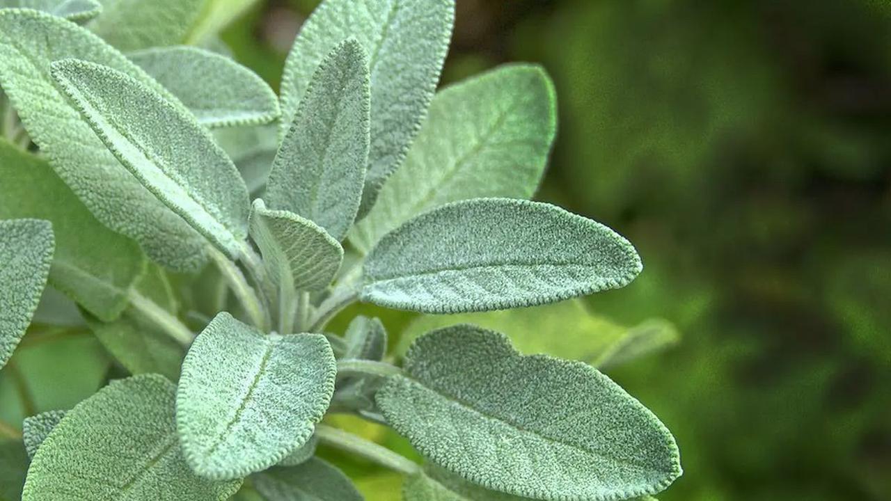 4. Sage<br>