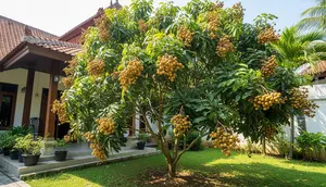 15 Cara Membuat Pohon Kelengkeng Pendek tapi Cepat Berbuah Lebat, Jangan Asal Pangkas