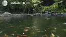 Irish Bella menunjukkan kolam ikan koi yang dipenuhi dengan berbagai warna cerah, seperti merah, oranye, dan putih. Kolam tersebut dikelilingi oleh pepohonan rindang, memberikan suasana yang tenang dan alami. Pemandangan ini menggambarkan momen relaksasi yang menjadi bagian dari liburan Irish Bella dan Haldy Sabri. (Liputan6.com/IG/@_irishbella_)