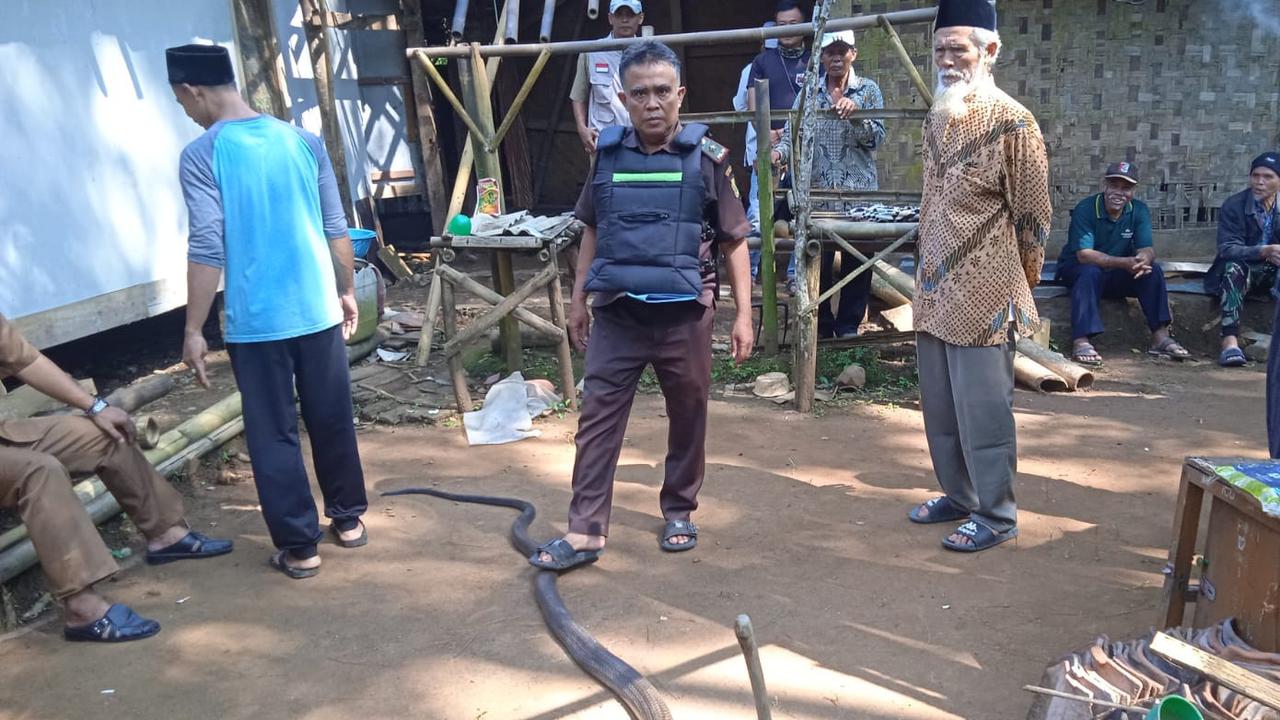 Duel warga Sukabumi dengan king cobra