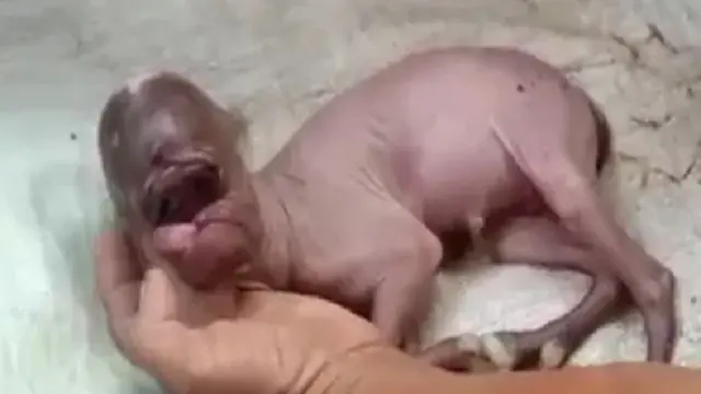 Anak Kambing Berwajah Manusia
