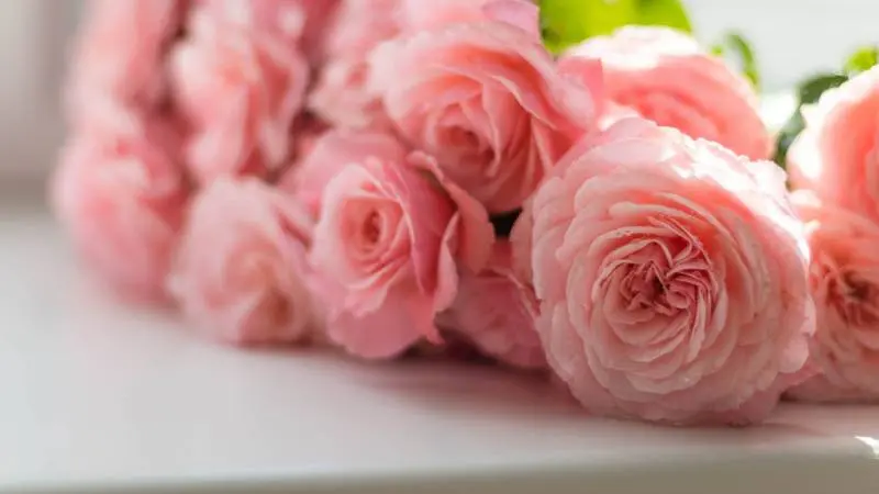 Ilustrasi bunga mawar | pexels.com