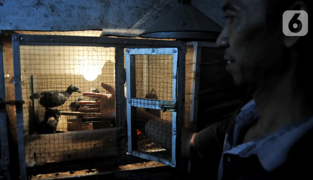 Safak saat memberi pakan pada anakan ayam Cemani di peternakan rumahan kawasan Kedu, Kabupaten Temanggung, Jawa Tengah (27/2/2023). Sebagian warganya berprofesi menjadi peternak, Safak salah satunya. (merdeka.com/Iqbal S Nugroho)