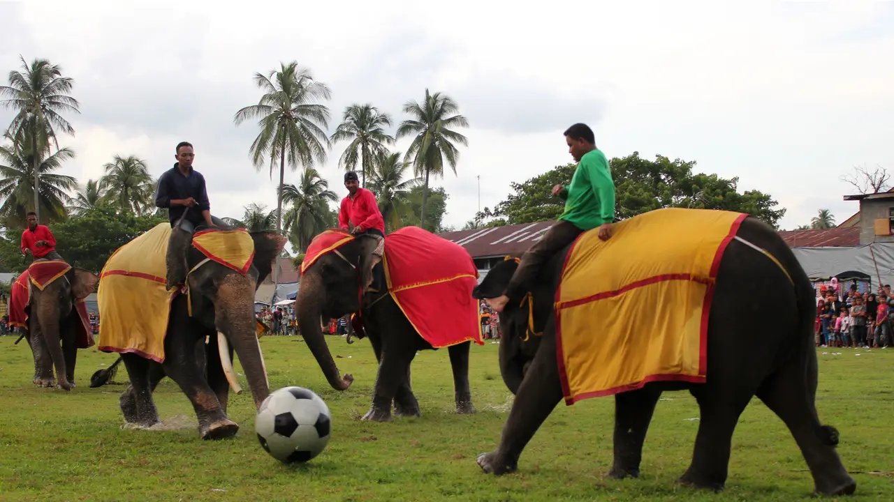 Sepak Bola Gajah