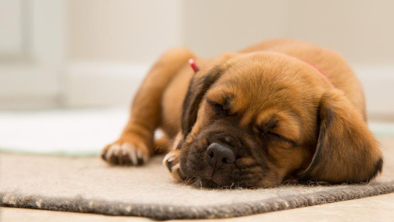 Kuat dugaan kebiasaan makan kotoran sudah ada sejak si anjing masih kecil.