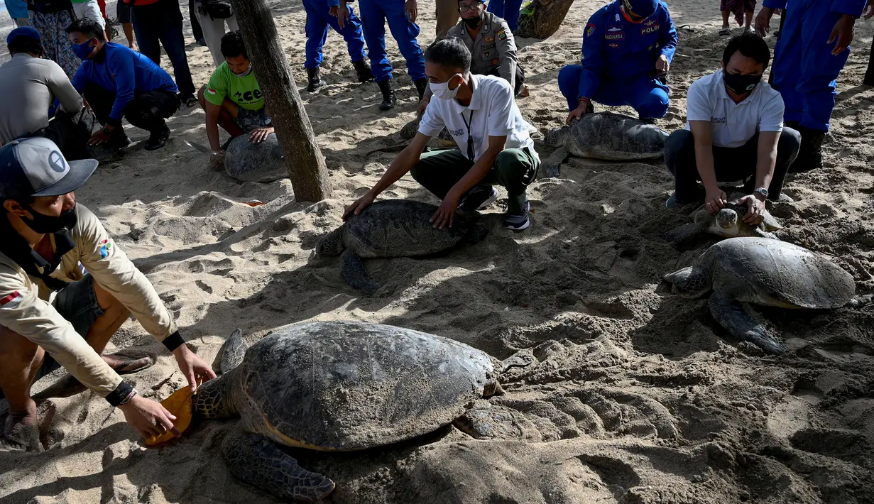 Orang-orang bersiap untuk melepasliarkan penyu hijau (Chelonia mydas) di Pantai Kuta, dekat Denpasar, Rabu (5/8/2020). Sebanyak 25 dari 36 ekor penyu hijau hasil sitaan dari upaya penyelundupan di perairan Serangan, Denpasar, dilepasliarkan. (SONNY TUMBELAKA/AFP)