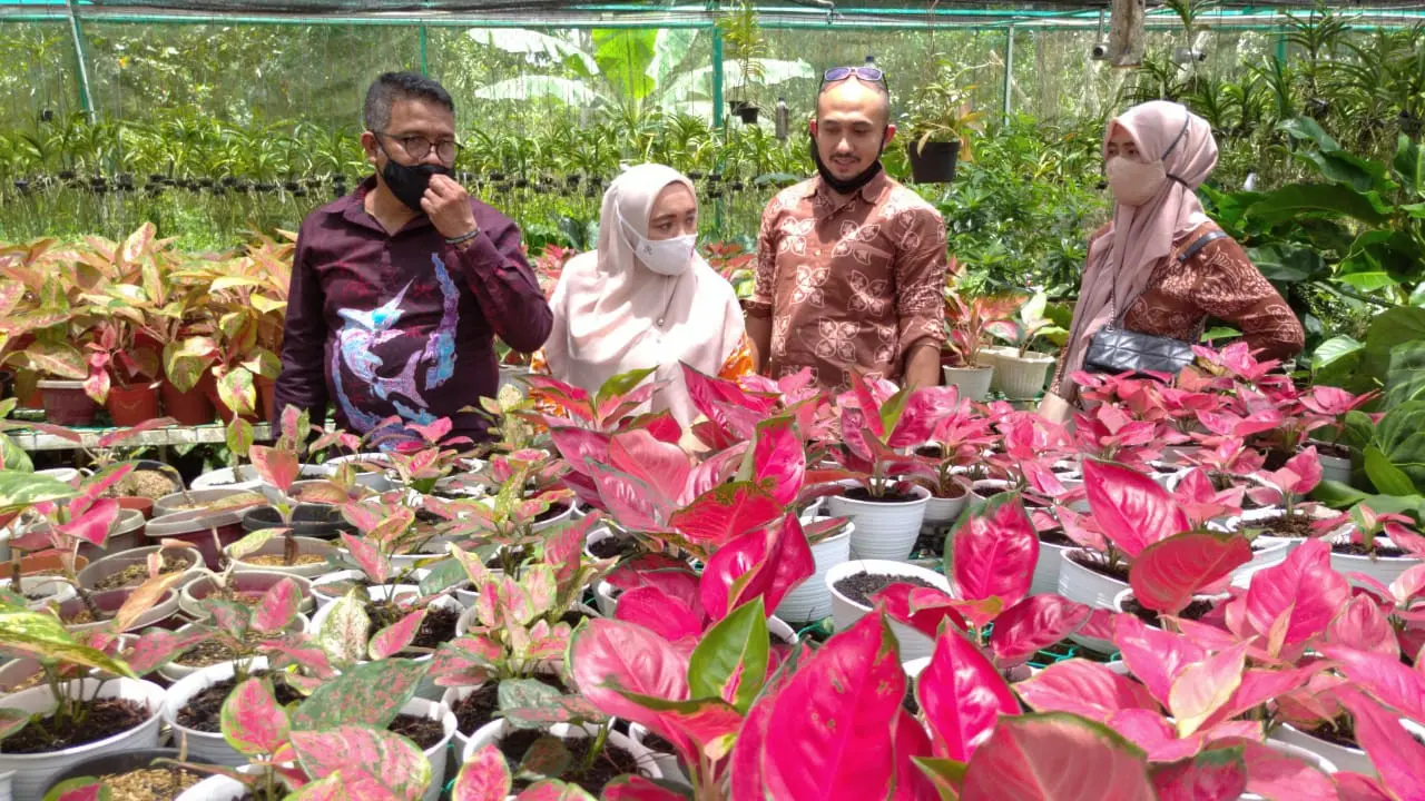 Tanaman hias di nuresery, di Batam. (Foto: Liputan6.com/Ajang Nurdin)