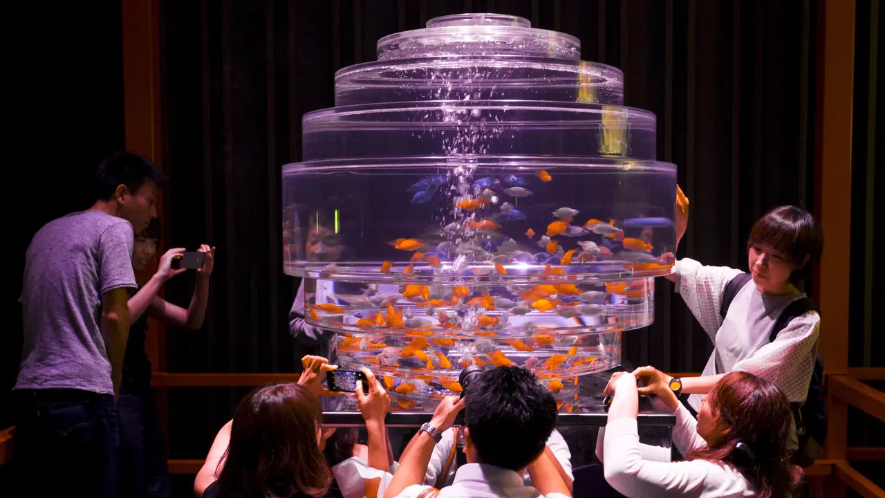 20150713-Akuarium-Jepang6