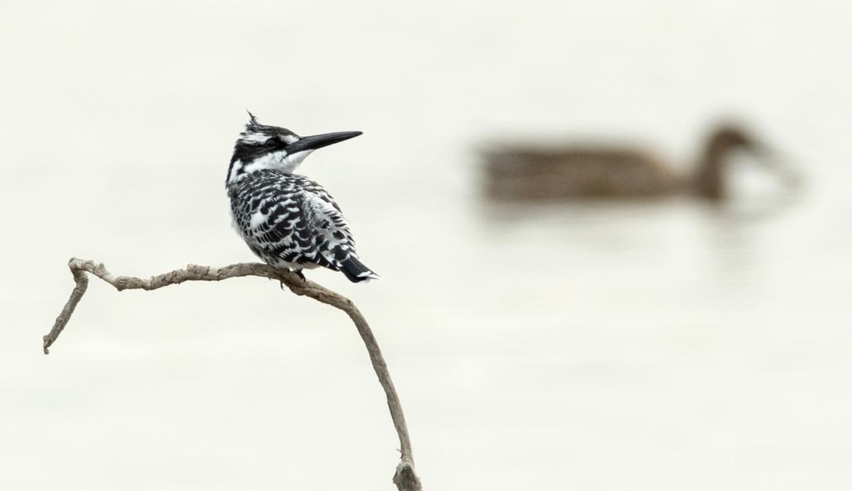 Seekor burung Pied Kingfisher "Ceryle Rudis" berdiri di ranting pohon dekat kibbutz Nahsholim Israel. (04/12/2016) (AFP PHOTO/JACK GUEZ)