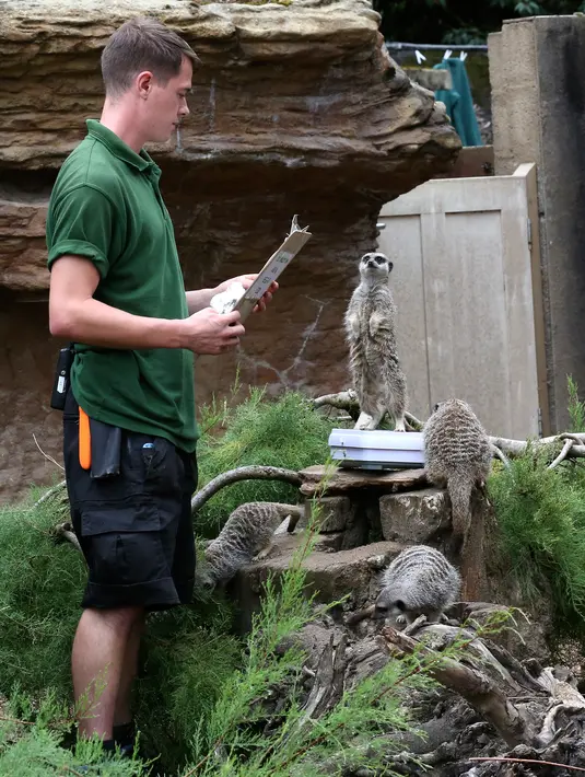Kawanan meerkat mengantre untuk ditimbangan berat selama penimbangan tahunan Kebun Binatang London, Kamis (23/8). Kebanyakan hewan ditimbang dan diukur tingginya dengan diumpan menggunakan makanan yang ditaruh disekitar alat pengukur. (AP/Frank Augstein)