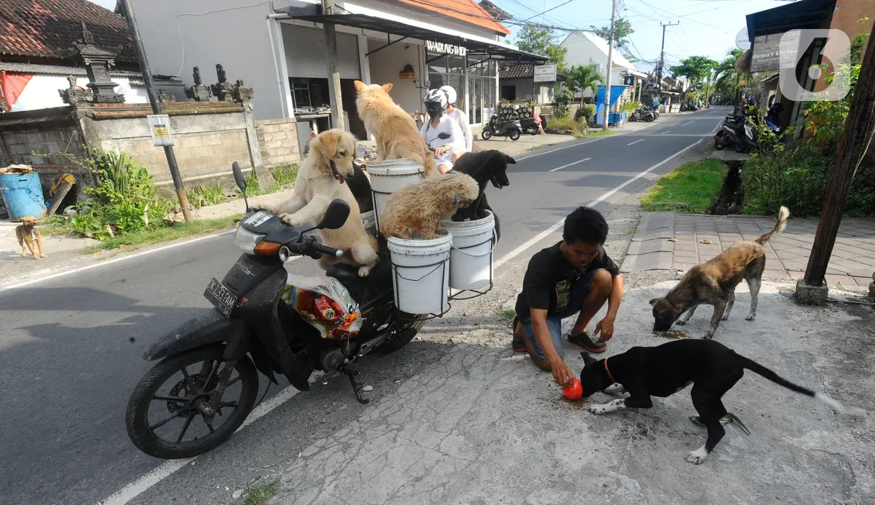 Yang digunakan sebagai pakan babi peliharaannya sekaligus memberi makan anjing-anjing liar yang ditemuinya di jalan. (merdeka.com/Arie Basuki)