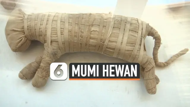 VIDEO: Mumi Hewan Berusia Ratusan Tahun Dipamerkan di Mesir