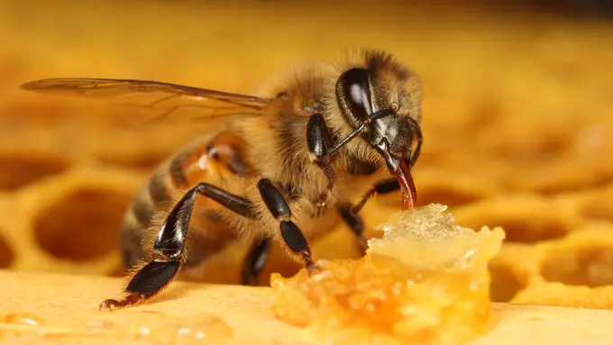  Video Proses Pembuatan Sarang dan Cara Panen Madu Modern