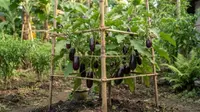 Terong Berbuah Lebat, Ini 7 Cara Perawatan agar Panen Melimpah