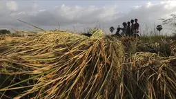 Penduduk desa mengendarai sepeda motor saat melewati buntalan jemur padi di trotoar saat musim panen di desa Svay Bork di luar Phnom Penh, Kamboja, Selasa (3/11/2020). Petani Kamboja mulai memanen padi setelah musim hujan. (AP Photo/Heng Sinith)
