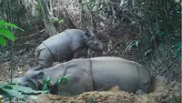 Melihat Badak Jawa dan Orangutan Masuk 10 Wisata Alam Liar Terbaik di Dunia