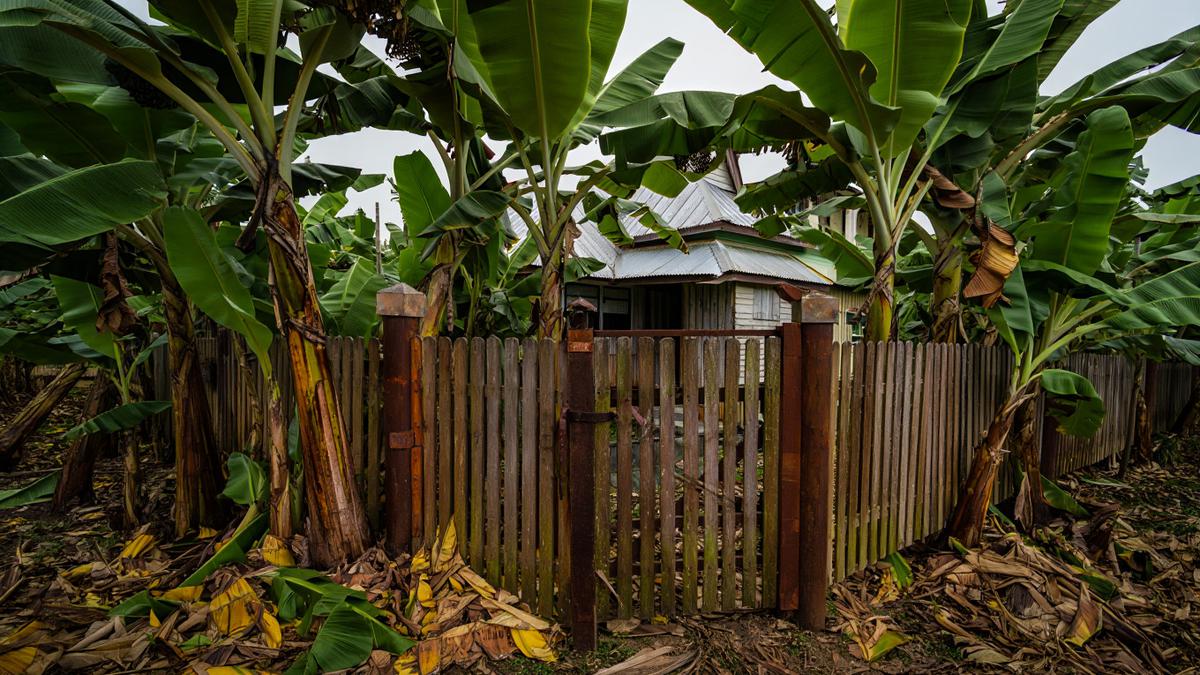 7 Jenis Pagar Tanaman yang Menarik Ular Kobra