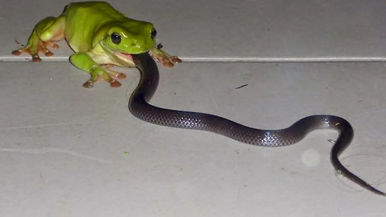 Fenomena Aneh, Katak Makan Ular