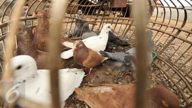 20170113-Merpati-di-Pinggiran-Sungai-Ciliwung-Jakarta