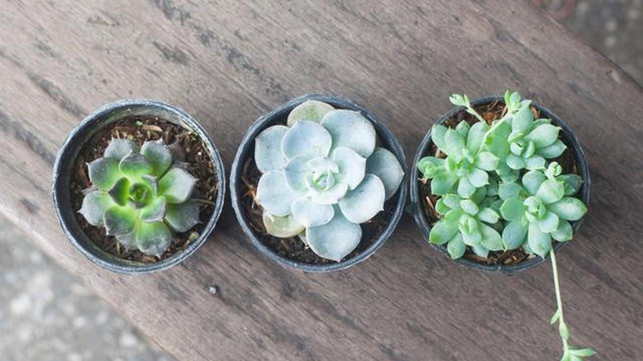 10 Pilihan Tanaman Mini Terbaik untuk Percantik Rumah Minimalis Anda