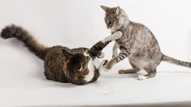 Kucing Bermain