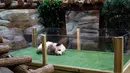 Panda Yuan Meng tidur di kandangnya saat Upacara pemberian nama untuknya di Kebun Binatang Beauval, Prancis (4/11). Orangtua Yuan Meng merupakan panda pinjaman dari China yang tinggal di Kebun Binatang Beauval. (AP Photo/Thibault Camus, Pool)