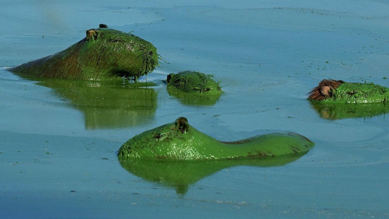 FOTO: Hewan Pengerat Raksasa Kapibara Berubah Warna Hijau Hulk