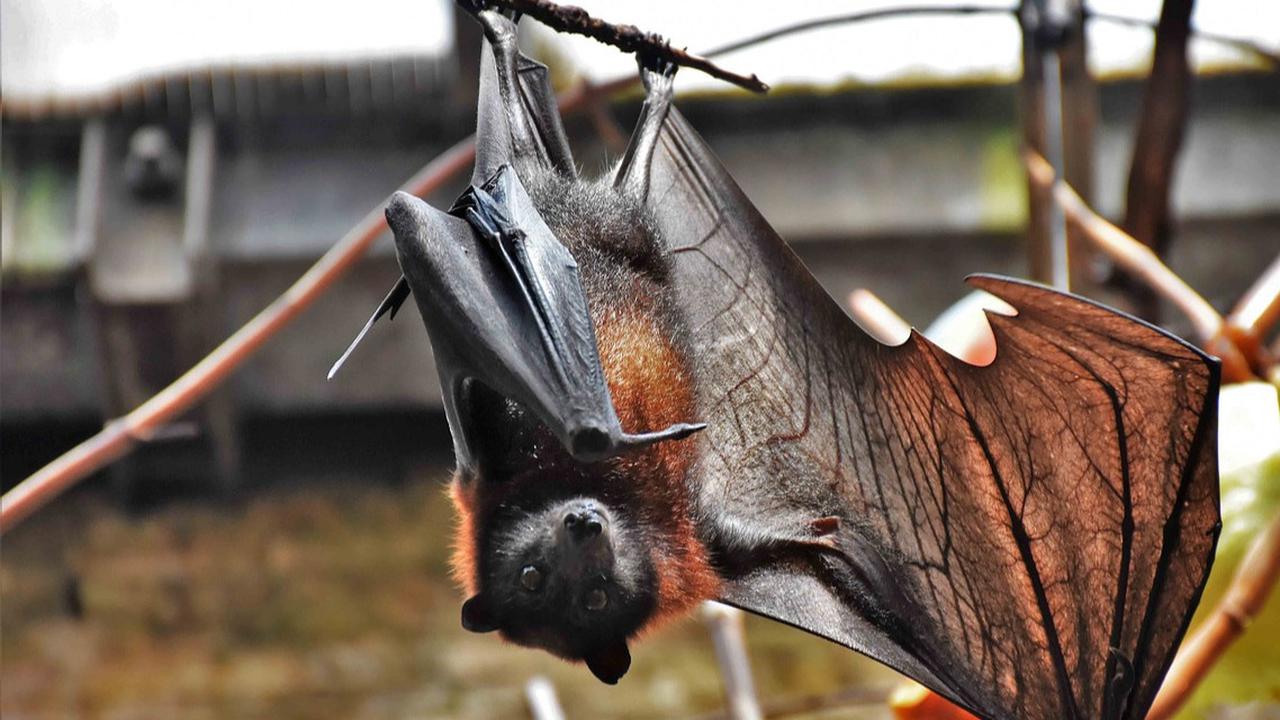Kelelawar Berkembang Biak dengan Cara yang Unik: Fakta Menarik Seputar Reproduksi Chiroptera