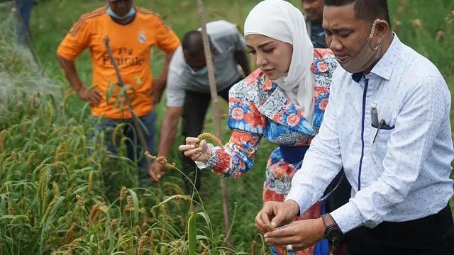 7 Gaya Bella Shofie Panen Padi Hotong di Pulau Buru Ini Jadi Sorotan