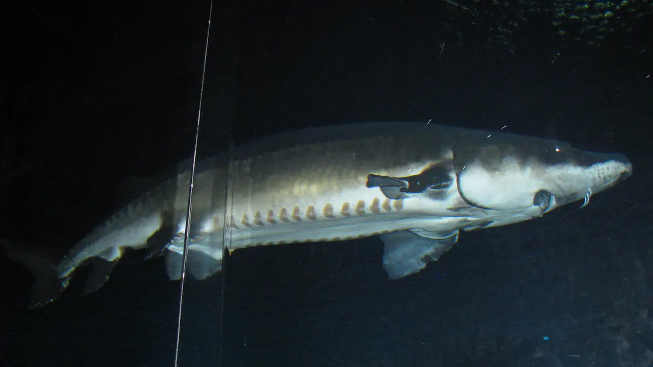 Ikan sturgeon China yang terancam punah (AFP)