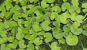 Daun Pegagan dan Kencur Hitam Berpotensi Jadi Obat Radang Saraf Mata