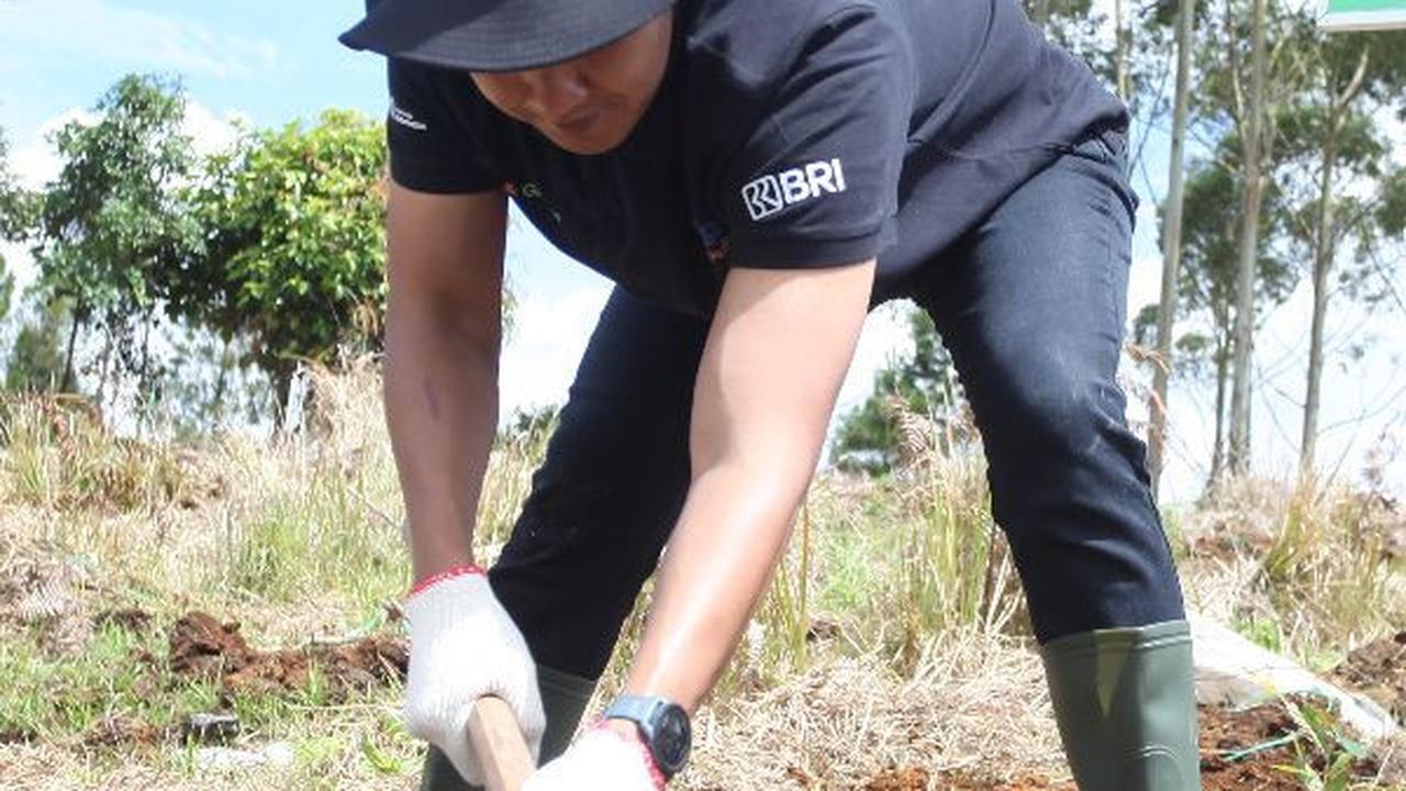 Jaga Kelestarian Danau Toba, BRI Peduli 'Grow & Green' Tanam 2.500 Bibit Pohon di Samosir