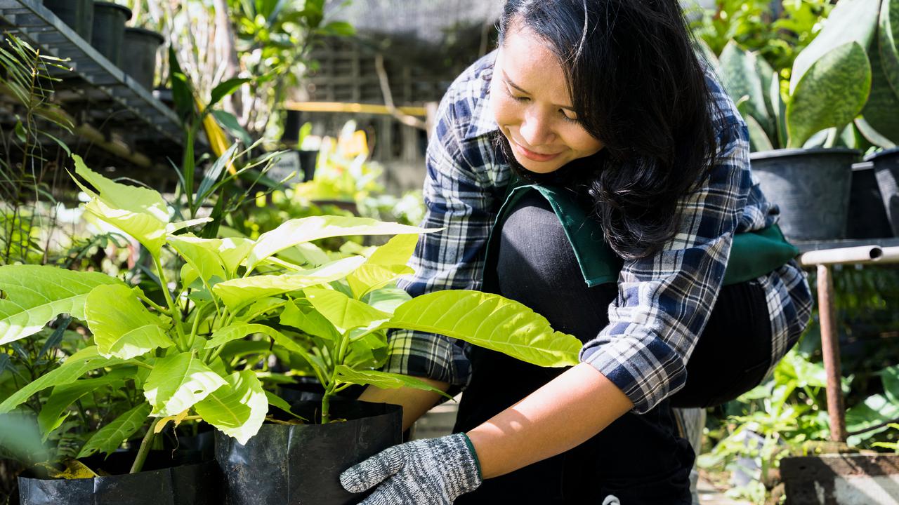 Menemukan Ketenangan dalam Berkebun, Hobi yang Baik untuk Menjaga Kesehatan Mental