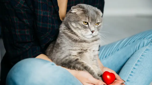 Cat Training