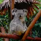 Ilustrasi koala, hewan. (Photo by Ellicia on Unsplash)