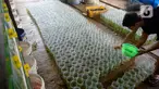 Pekerja menyortir anakan ikan cupang hias yang siap dibesarkan di pusat budidaya cupang Boston Betta Serpong, Tangerang Selatan, Selasa (8/12/2020). Dalam sebulan Boston Betta mampu menjual Ikan cupang hias sebanyak 10 ribu ekor dengan harga Rp20 ribu - Rp1,5 juta per ekor. (merdeka.com/Dwi Narwoko)