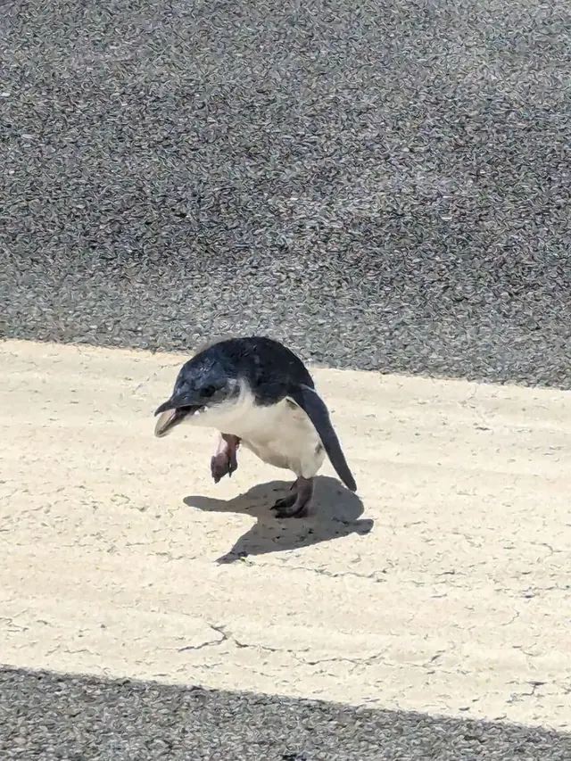 Seekor penguin baru ditemukan saat sebuah pesawat hendak lepas landas di Bandara Wellington, Selandia Baru. (Instagram/@wellingtonairport)