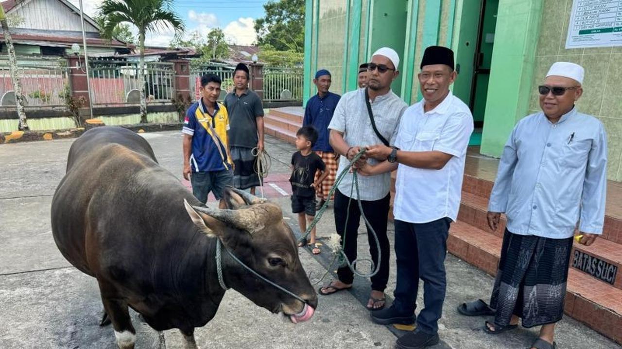 Hewan Kurban Bulungan 2026: Semua Sapi dari Peternak Lokal, Termasuk untuk Presiden