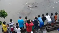 Ikan 'Raksasa' di Kali Ciliwung Hebohkan Warga Bogor