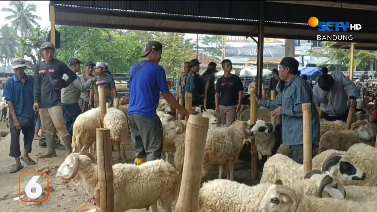 Puas dengan Kualitas Domba Priangan
