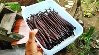 Langkah-Langkah Budidaya Vanili dalam Pot, Mudah Dilakukan di Rumah