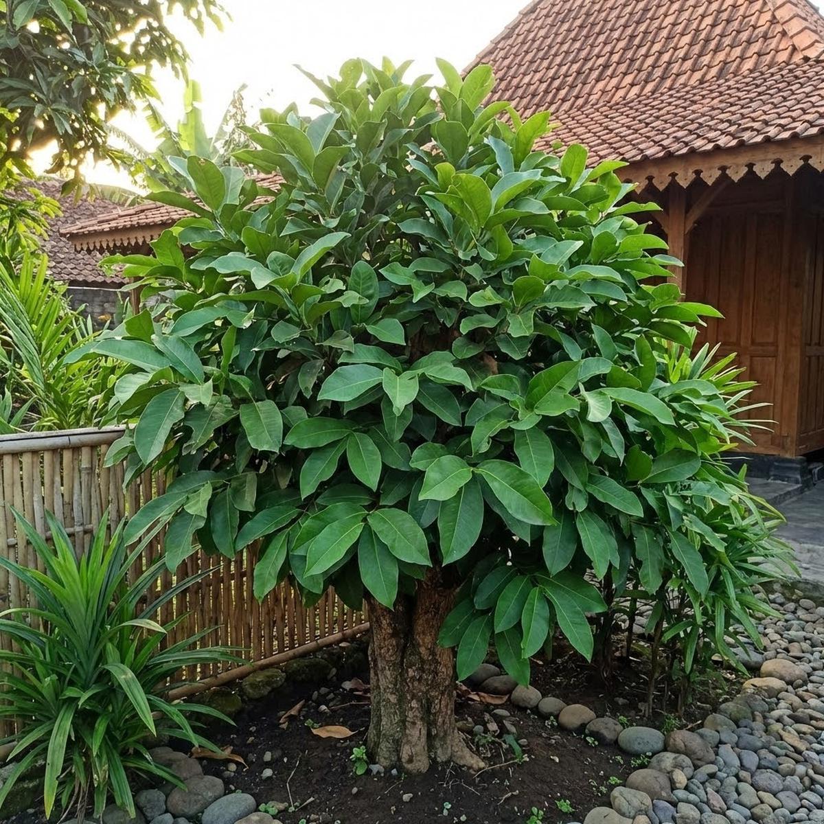 Pohon salam rimbun di depan rumah (Gemini AI)