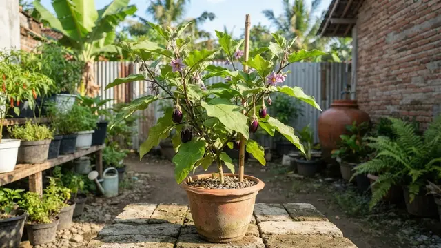 Meletakkan Tanaman Terong di Tempat yang Terkena Sinar Matahari