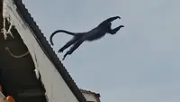 Saat Lutung Nyasar Buat Heboh Emak-Emak yang Sedang Mencuci: Seperti Monyet Tapi Kok Beda
