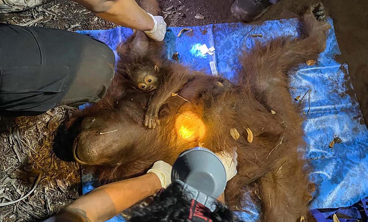 Ketika Orang Utan Kehilangan Habitatnya Akibat Kebakaran Hutan